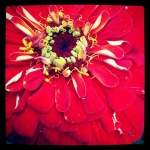 #red #flower