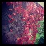 #garden #осень