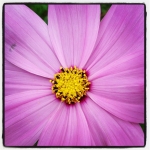 #pink #flower