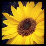 #sunflower