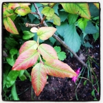 #garden