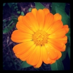 #orange #flower