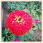 #flower