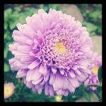 #flower