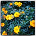 #garden #flowers