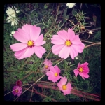 #flowers