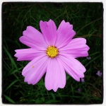 #flower
